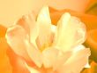 10-02 tulpe orange für 30x45.jpg